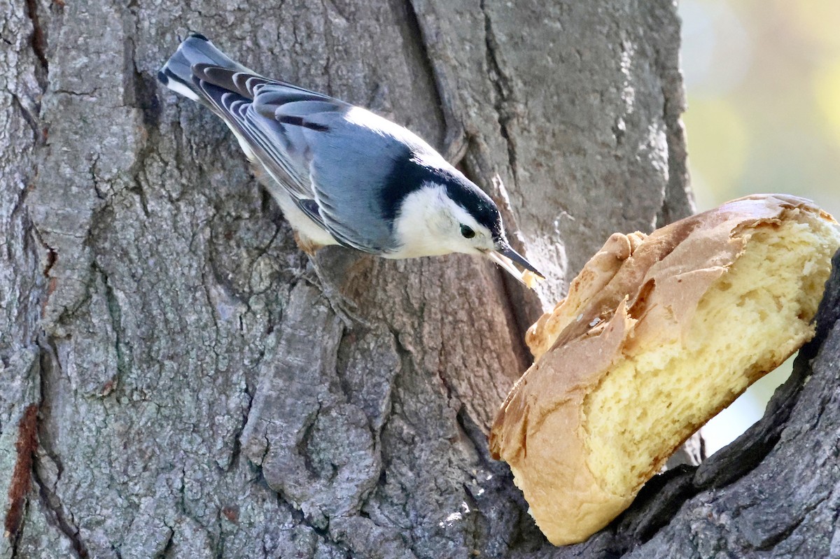 White-breasted Nuthatch - ML615114536