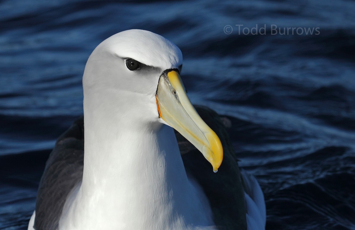 White-capped Albatross - ML61511481