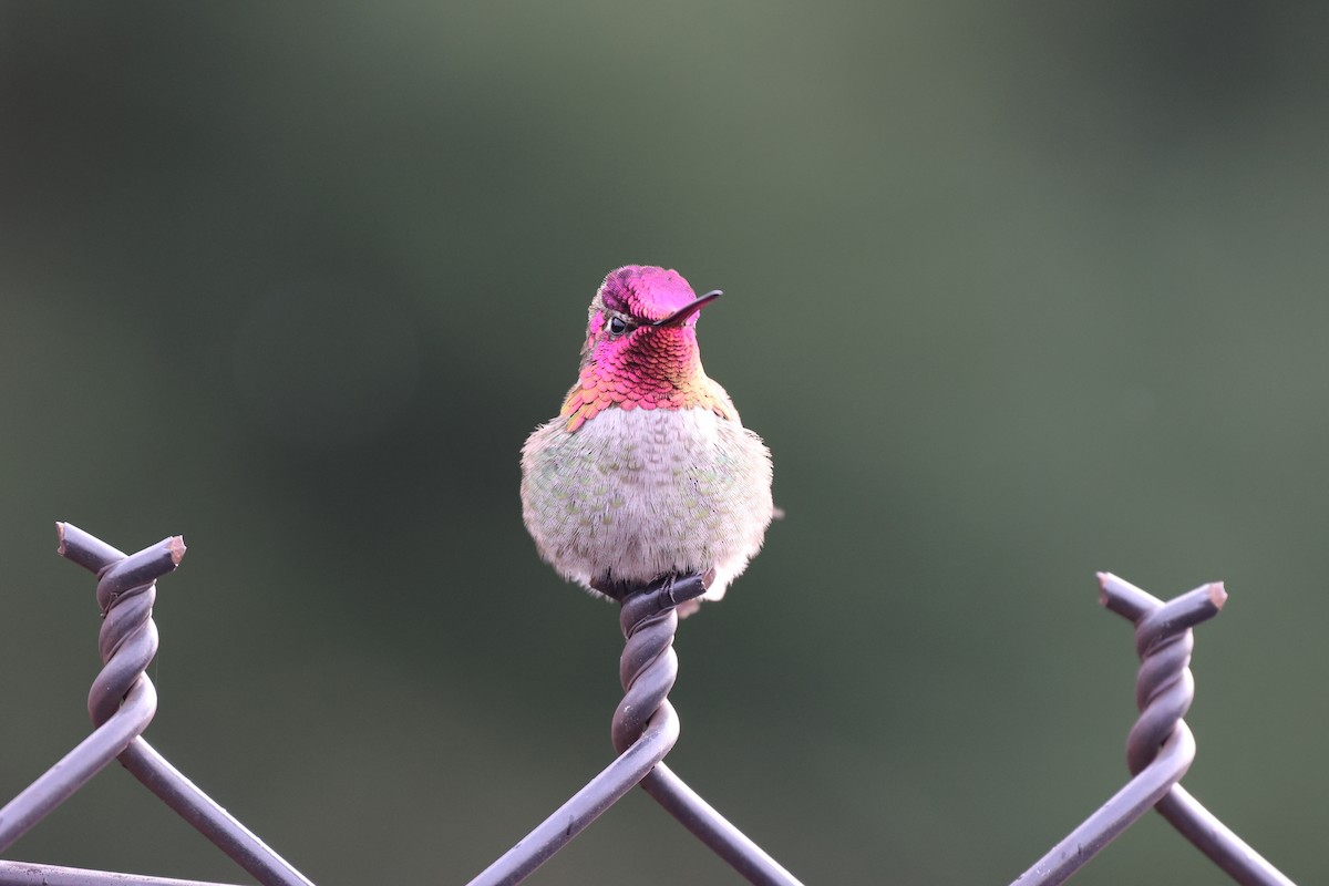 Anna's Hummingbird - ML615114904
