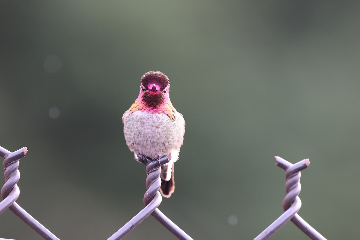Anna's Hummingbird - ML615114908