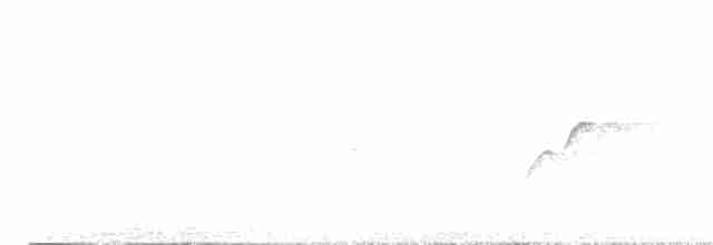 Batı Amerika Sinekkapanı (occidentalis/hellmayri) - ML615114973