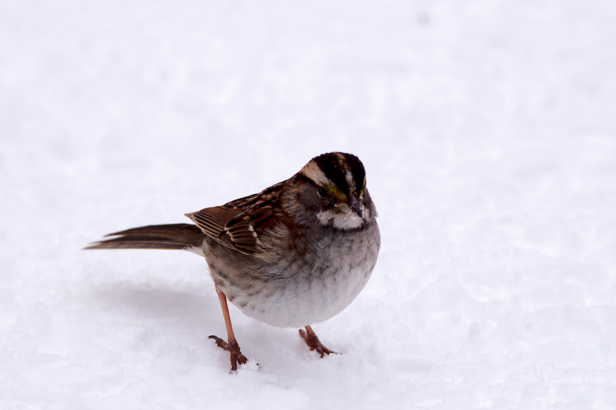 White-throated Sparrow - ML615115122