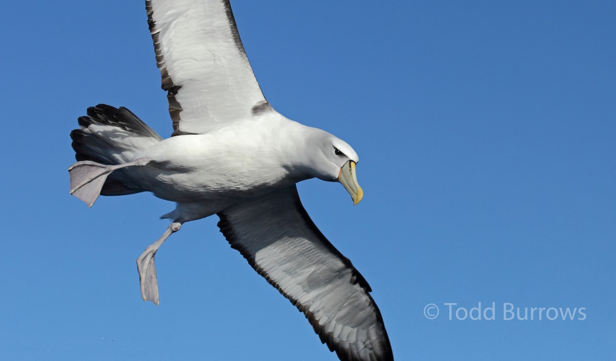 White-capped Albatross - ML61511521