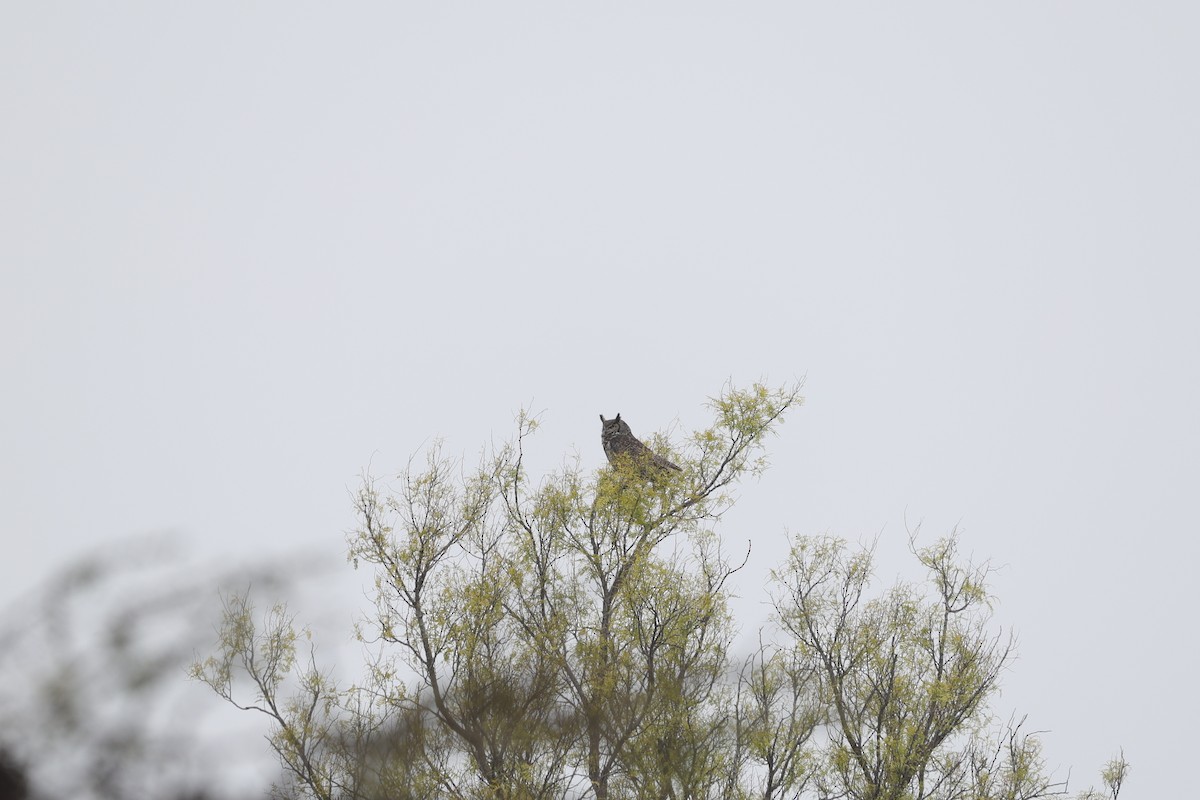 Great Horned Owl - ML615115577