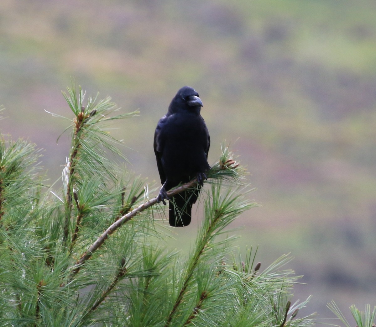 Large-billed Crow - ML615115717