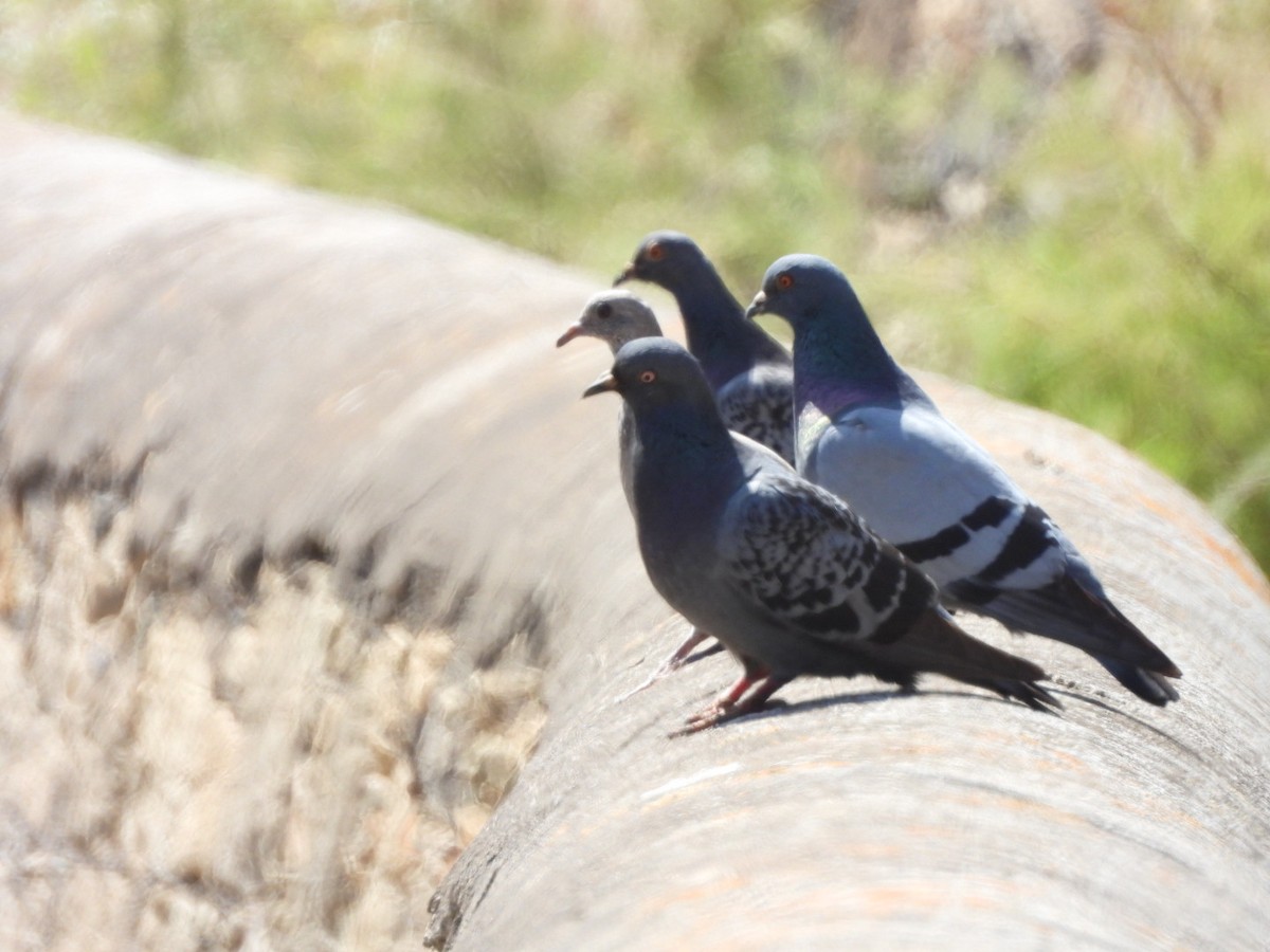 Rock Pigeon (Feral Pigeon) - ML615115793