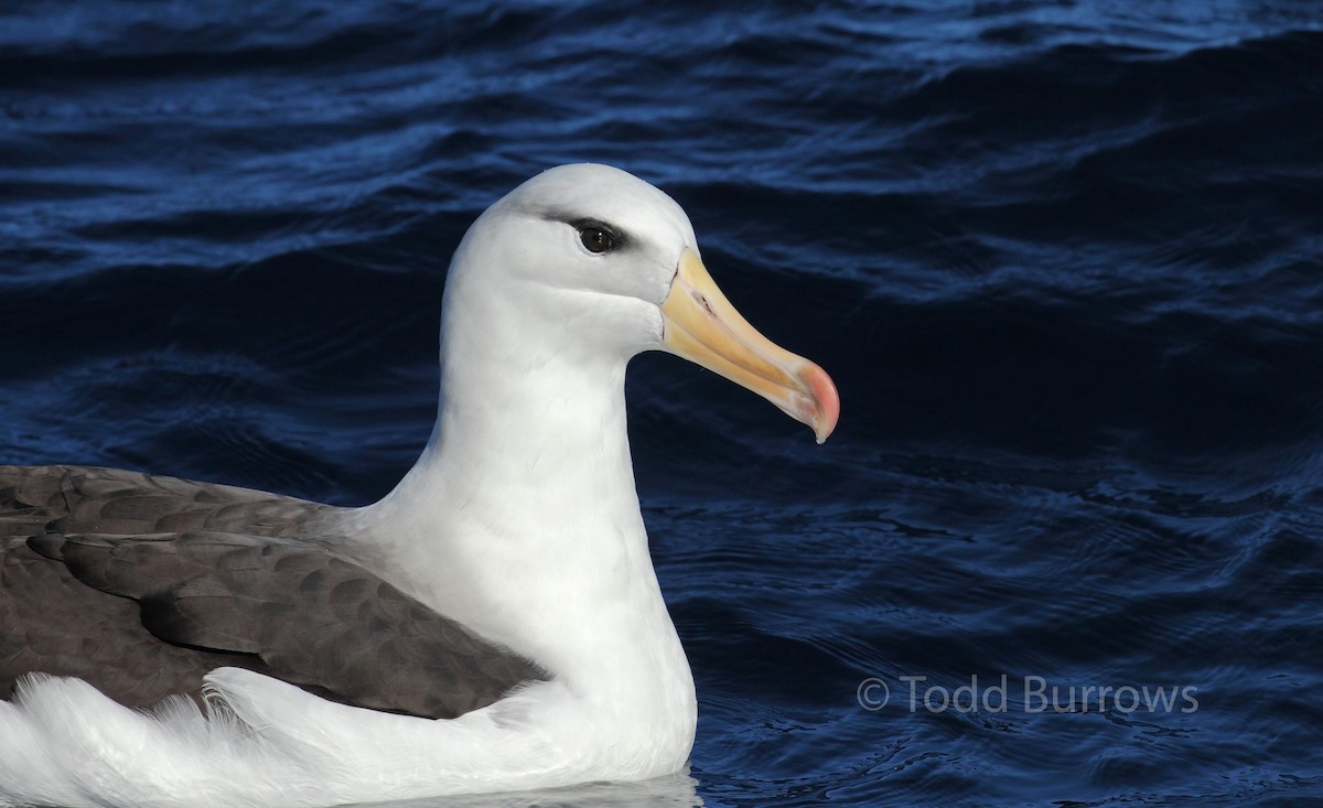 Black-browed Albatross (Black-browed) - Todd Burrows