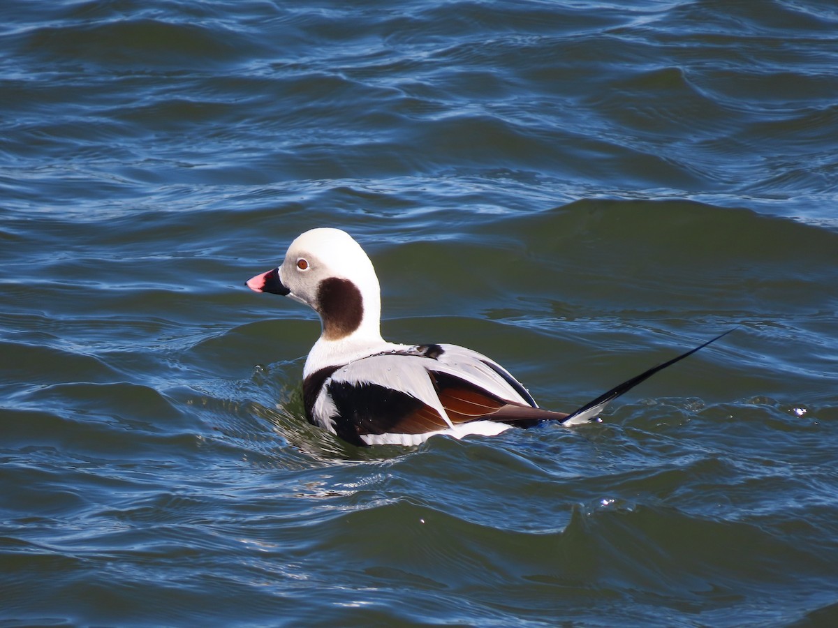 Long-tailed Duck - ML615116010