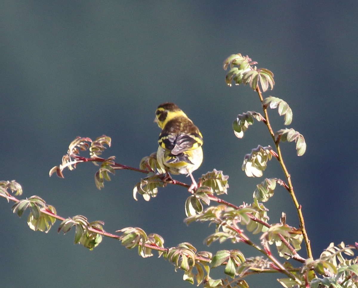 Yellow-breasted Greenfinch - Kernan Bell