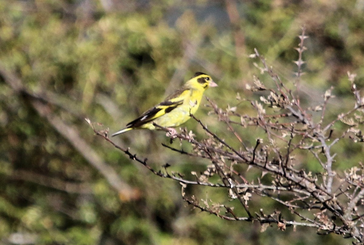 Yellow-breasted Greenfinch - ML615116121