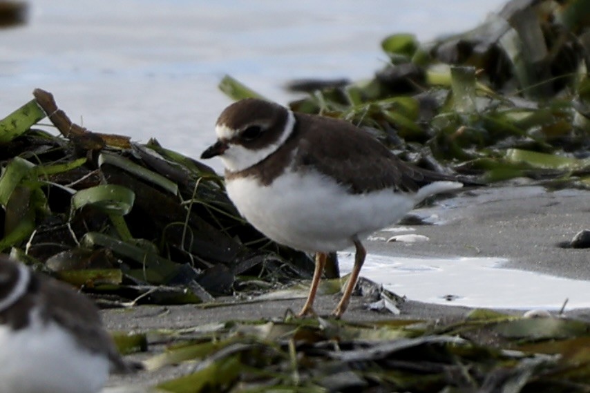 Semipalmated Plover - ML615116150