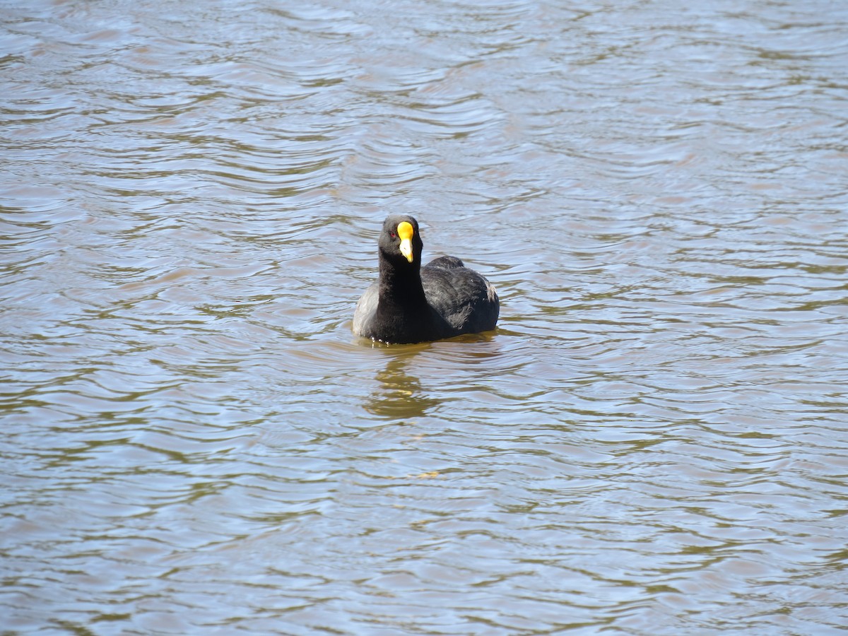 White-winged Coot - ML615116174