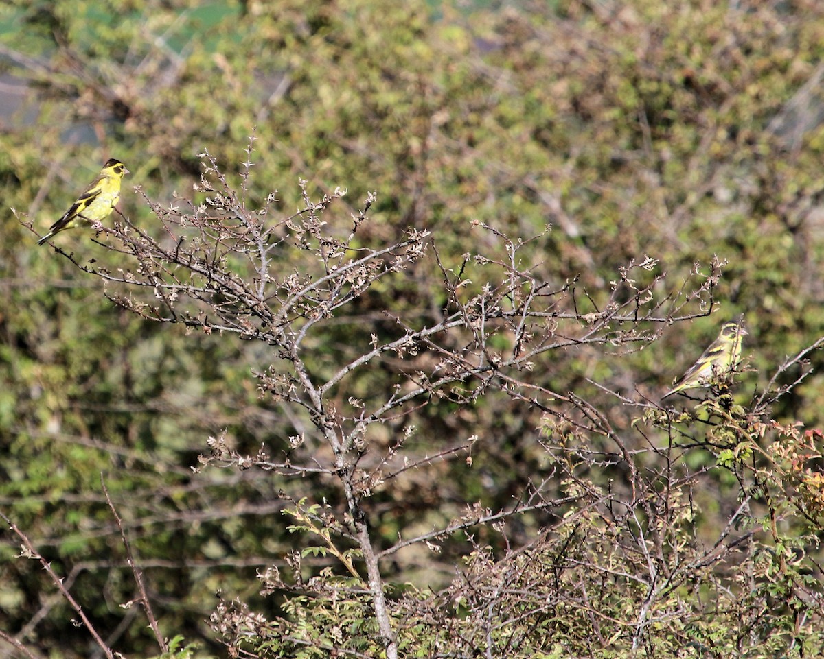 Yellow-breasted Greenfinch - Kernan Bell