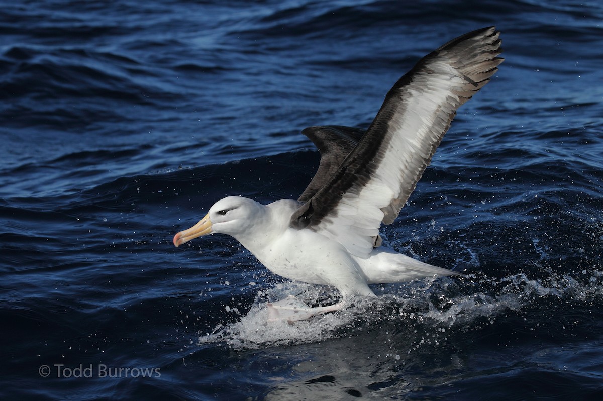 Black-browed Albatross (Black-browed) - ML61511641