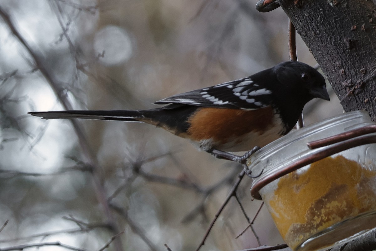 Spotted Towhee - ML615116616
