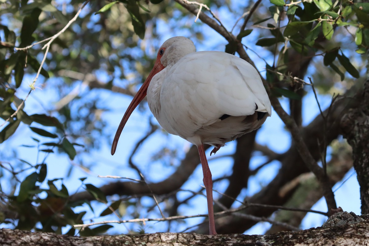 ibis bílý - ML615116647