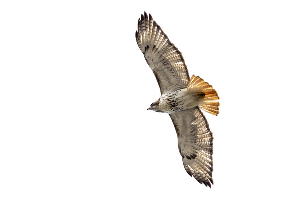 New York Breeding Bird Atlas Checklist - 12 Feb 2024 - Rockland Lake SP