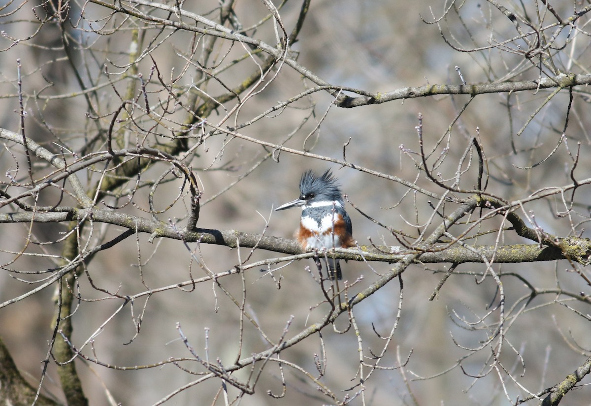 Belted Kingfisher - ML615116779
