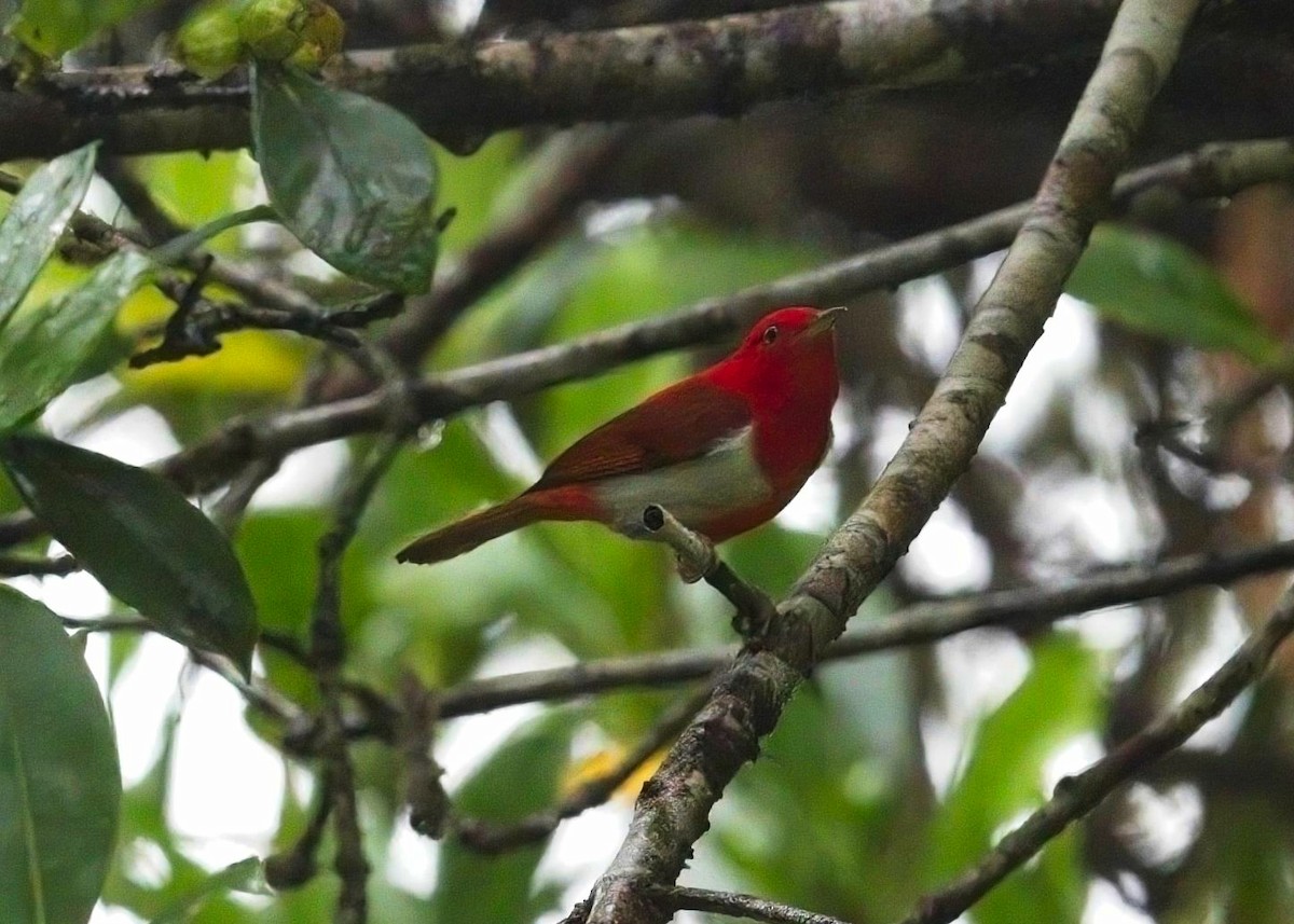 Scarlet-and-white Tanager - ML615116961