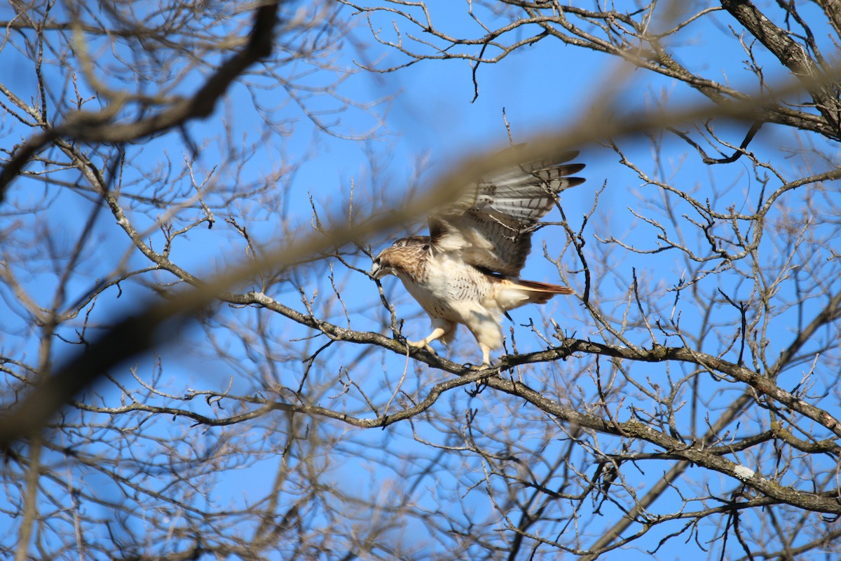 Red-tailed Hawk - ML615116972