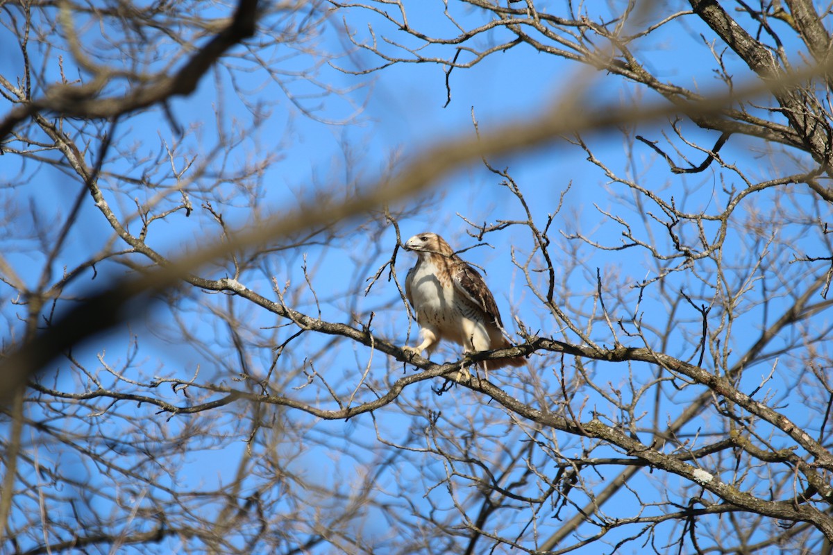 Red-tailed Hawk - Dan Fox