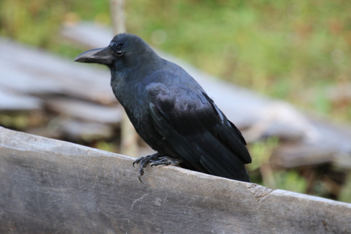 Large-billed Crow - ML615117051