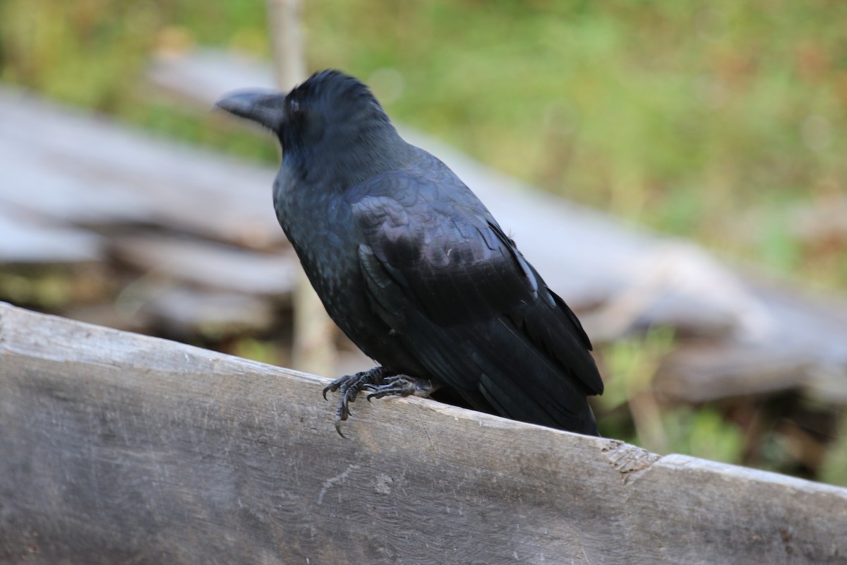 Large-billed Crow - ML615117052