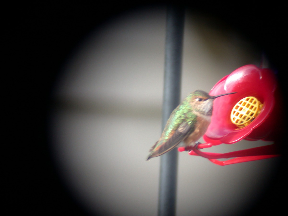 Allen's Hummingbird - Todd A. Watkins