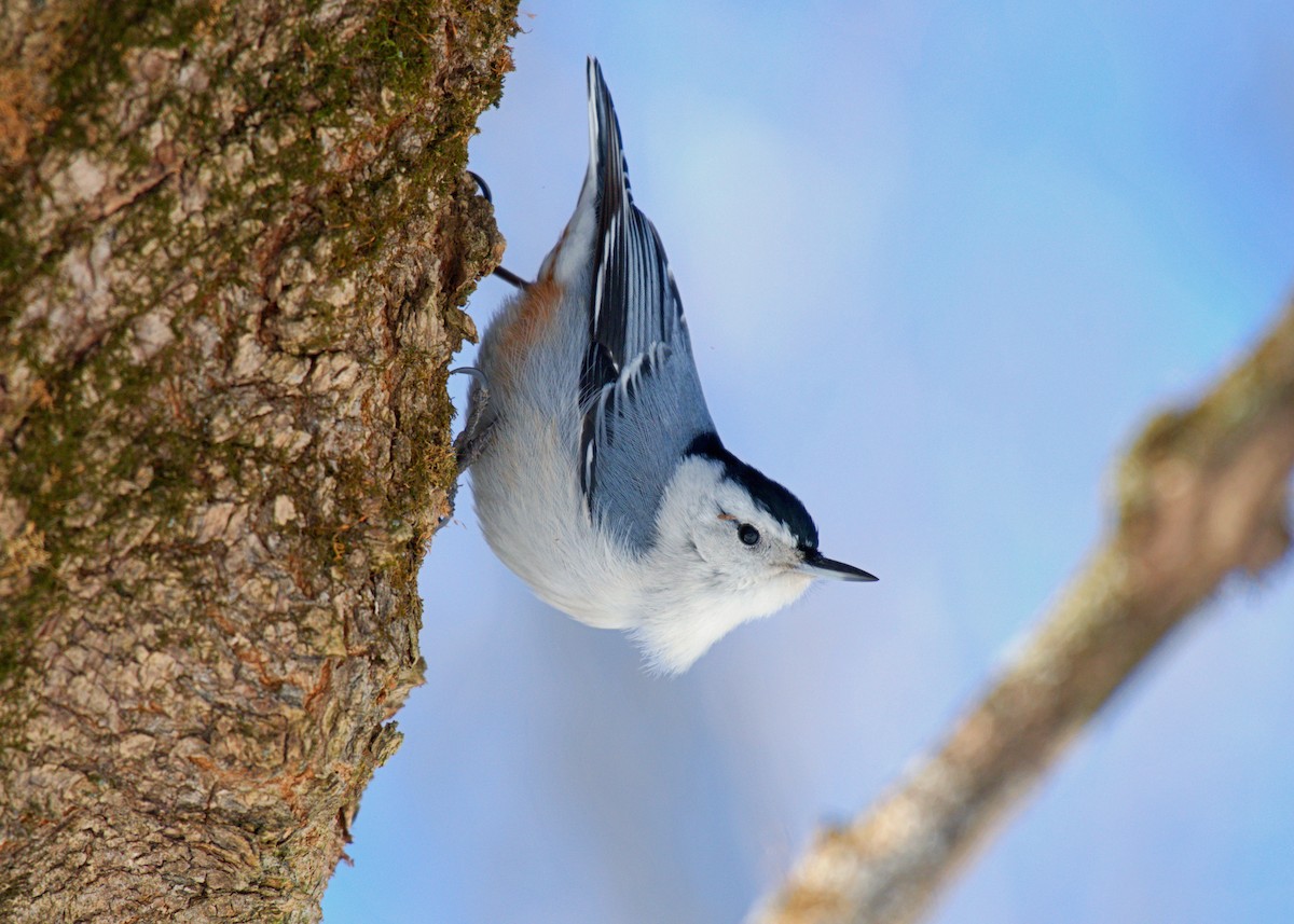 White-breasted Nuthatch - ML615117161