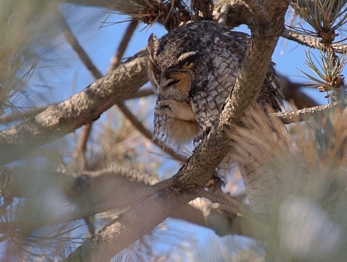 Long-eared Owl - ML615117196