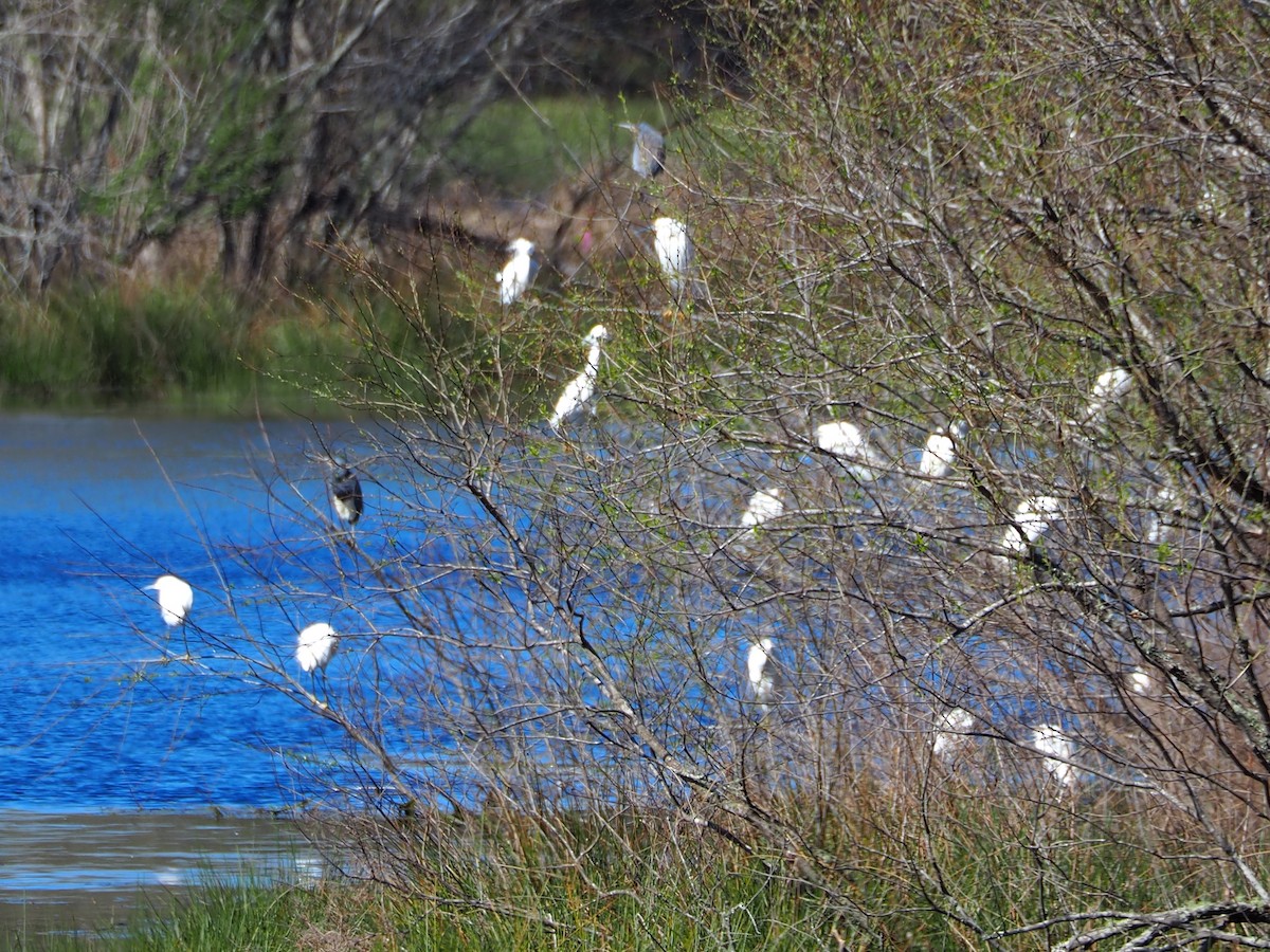 eBird Checklist - 20 Feb 2024 - Harris Neck NWR--Teal/Greenhead Pond ...