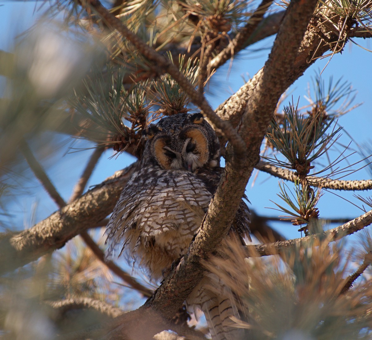 Long-eared Owl - ML615117245