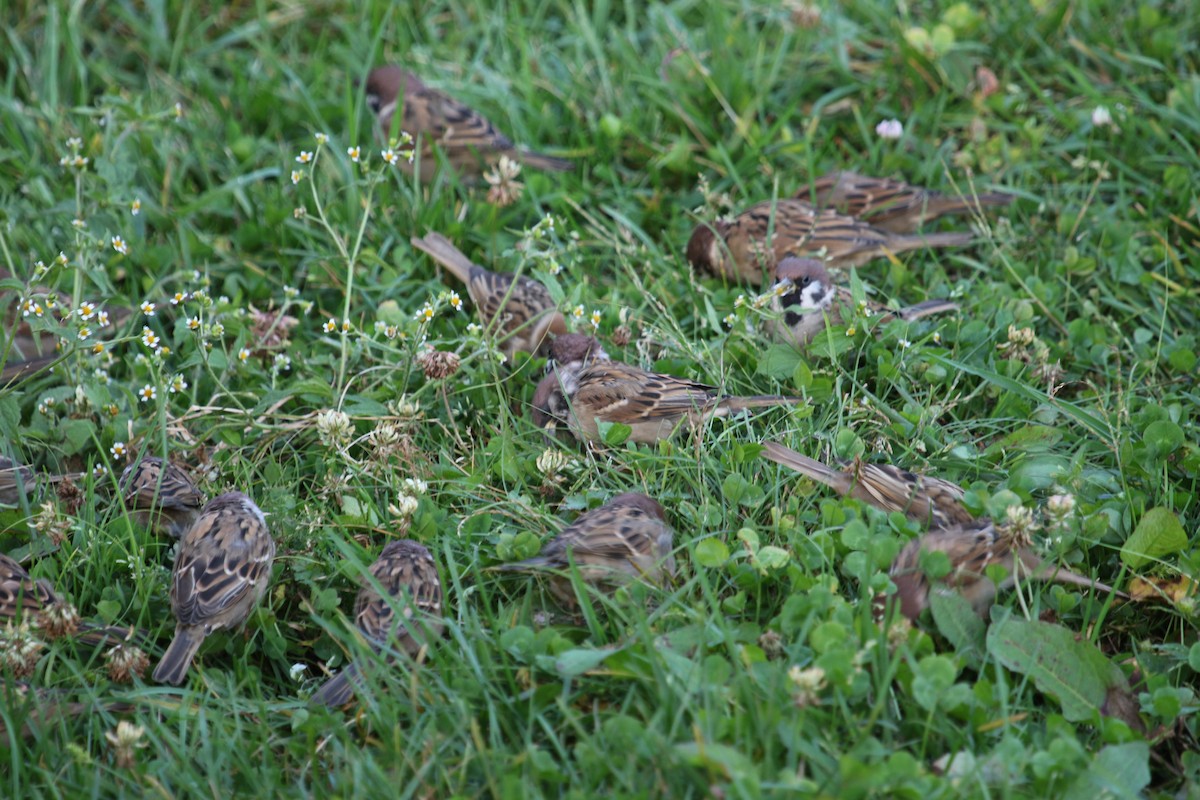 Eurasian Tree Sparrow - ML615117259