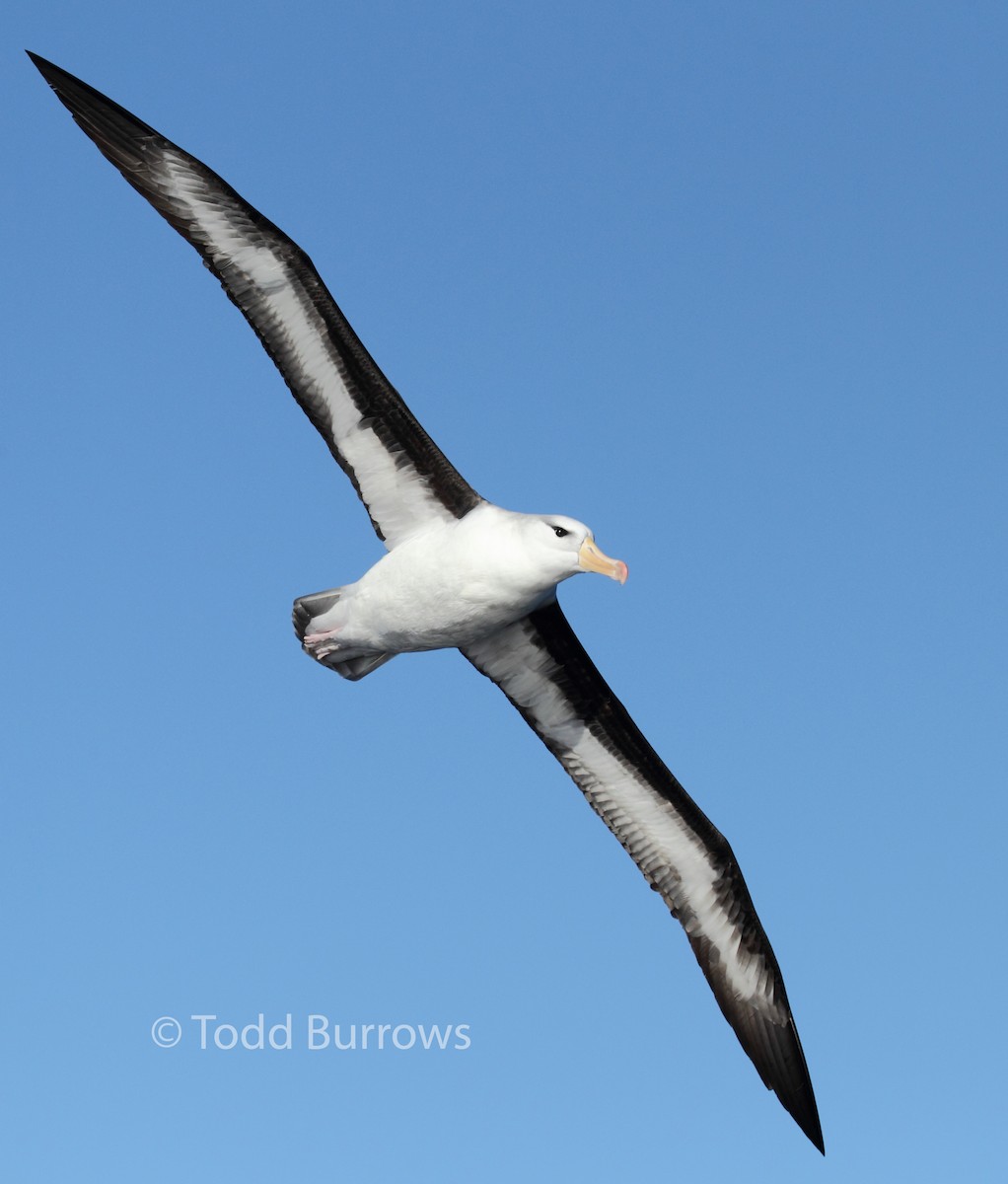 Black-browed Albatross (Black-browed) - ML61511751