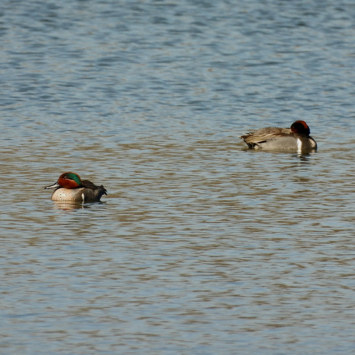 Green-winged Teal - ML615117610
