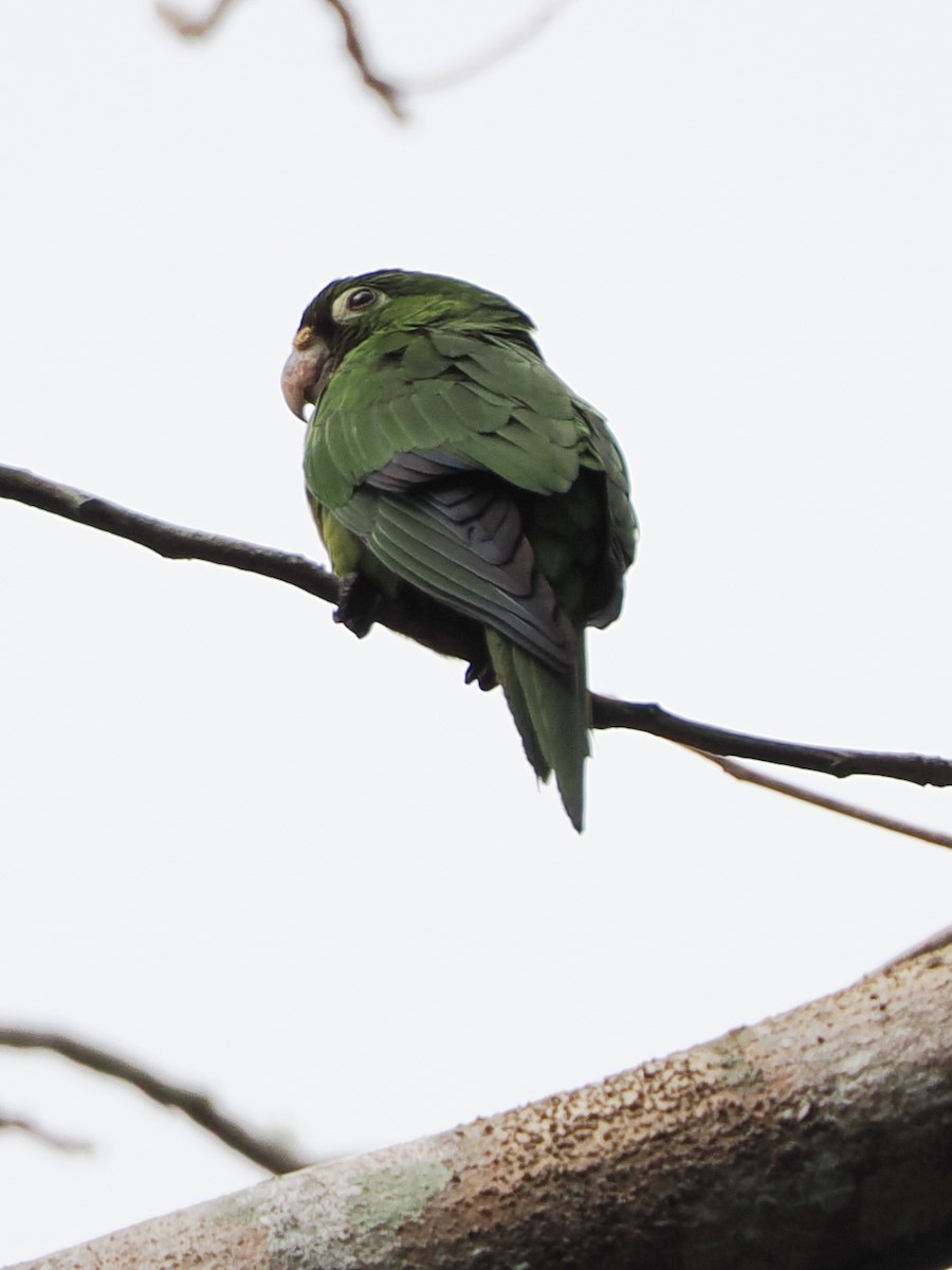 Olive-throated Parakeet (Aztec) - ML615117648