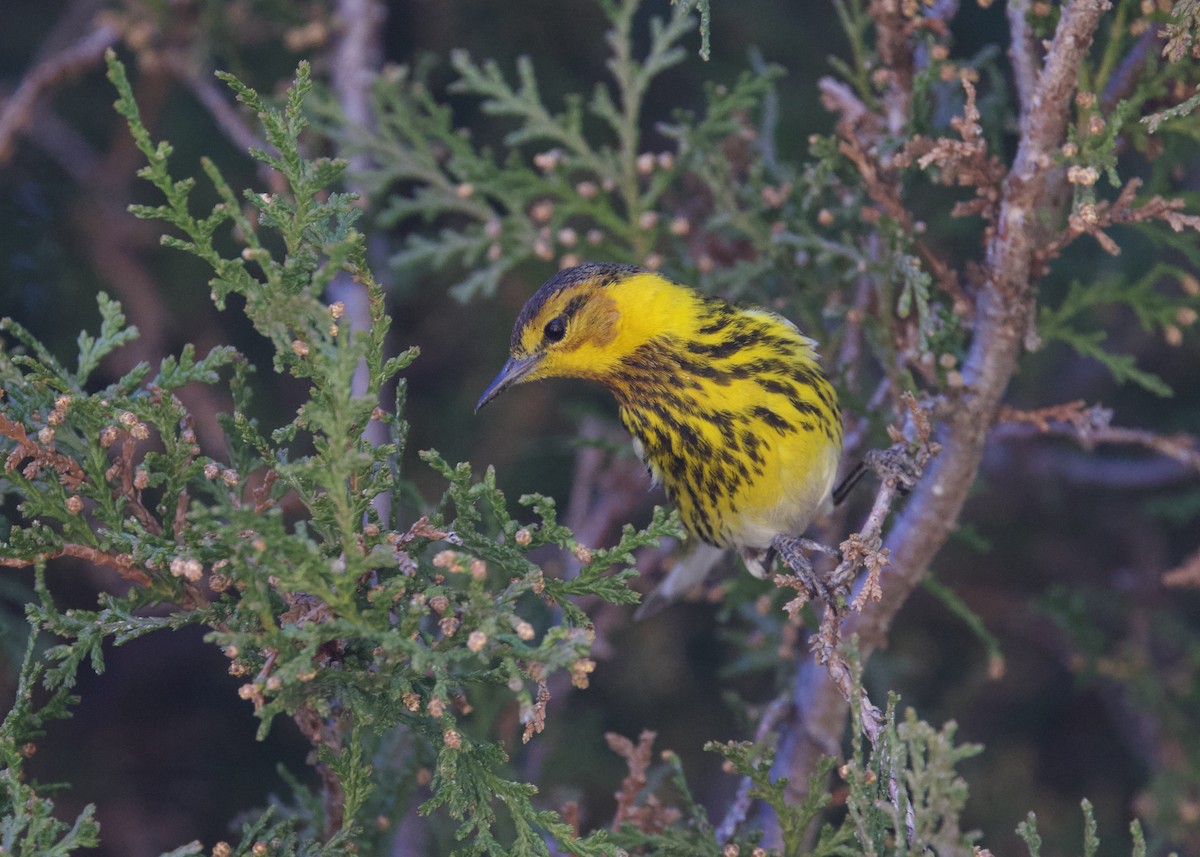 Cape May Warbler - ML615117905