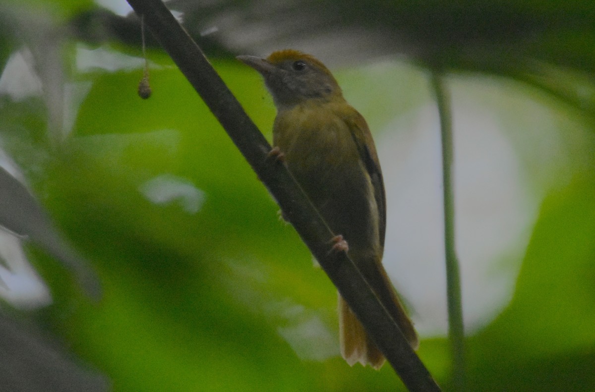 Tawny-crowned Greenlet - ML615117955