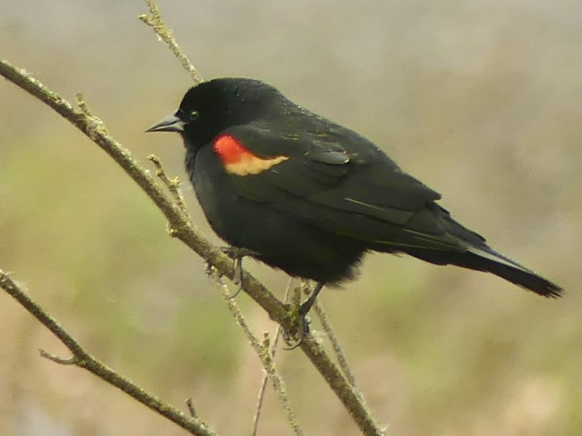 Red-winged Blackbird - ML615118104