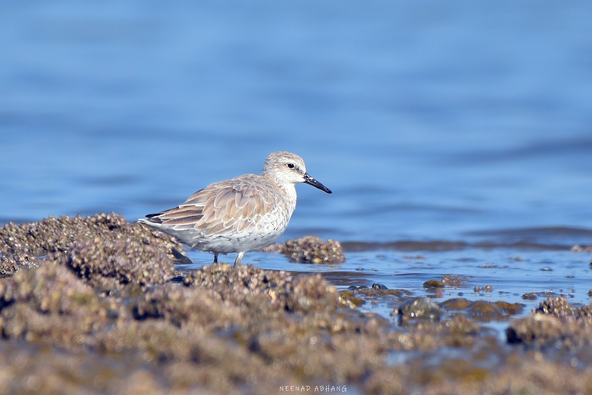 Red Knot - ML615118117