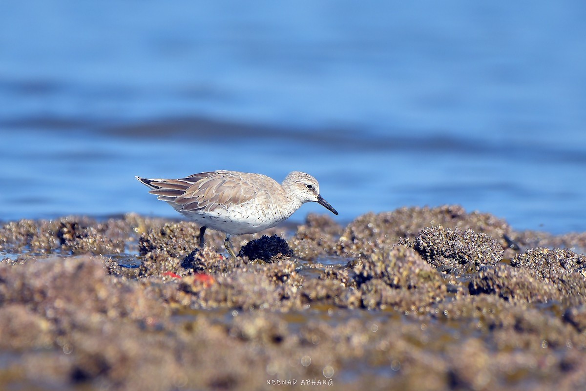 Red Knot - ML615118118