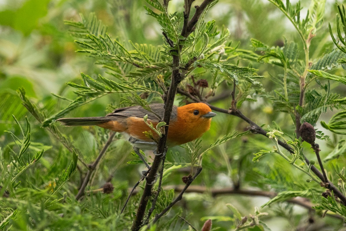 Rufous-chested Tanager - ML615118197
