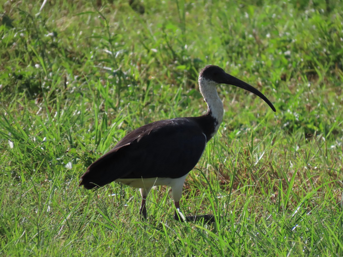 ibis slámokrký - ML615118242