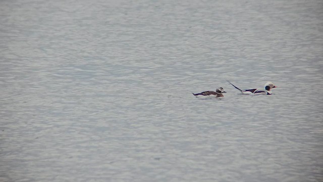 Long-tailed Duck - ML615118262