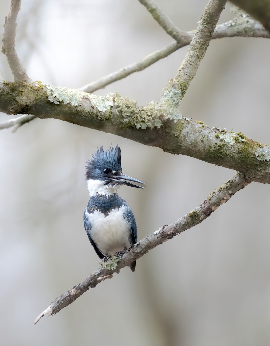 Belted Kingfisher - ML615118338