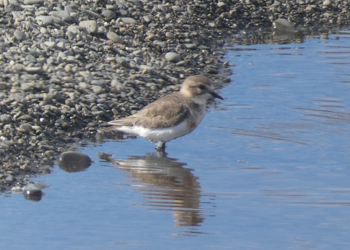 Double-banded Plover - ML615118508