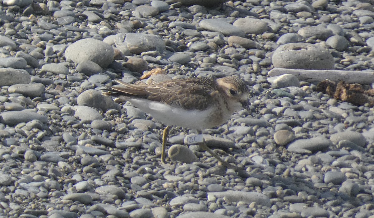 Double-banded Plover - ML615118593