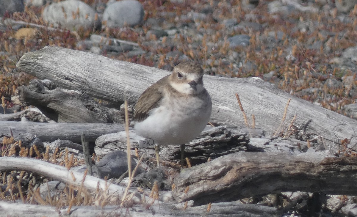 Double-banded Plover - ML615118594