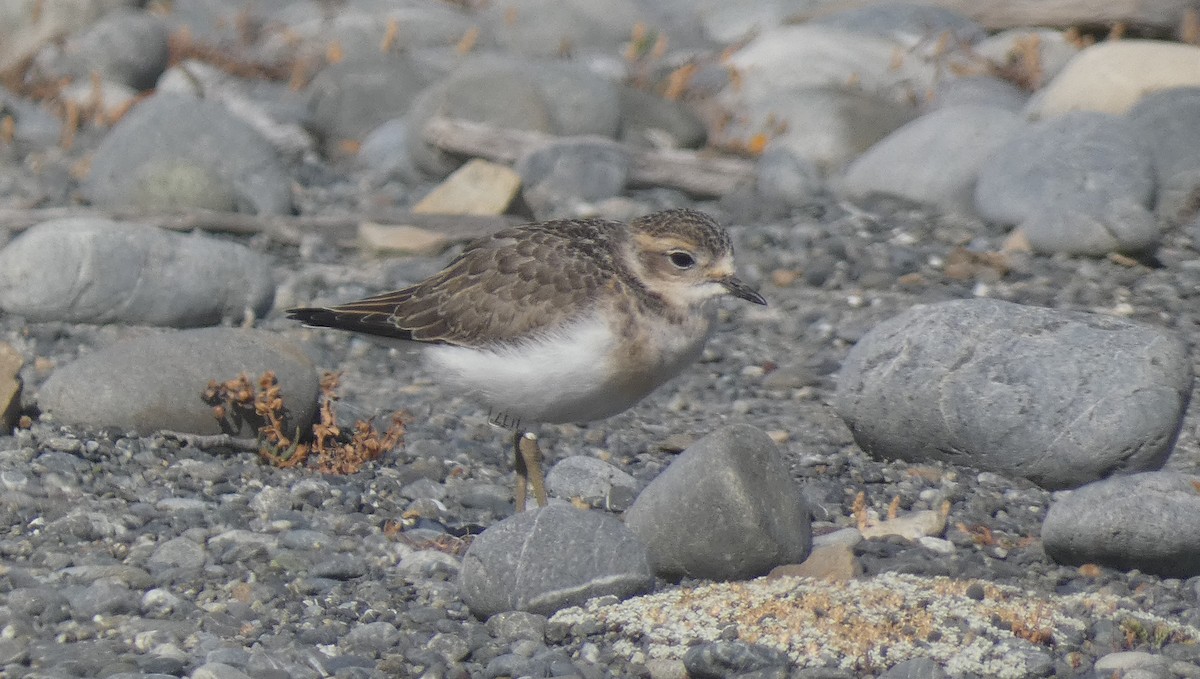 Double-banded Plover - ML615118595