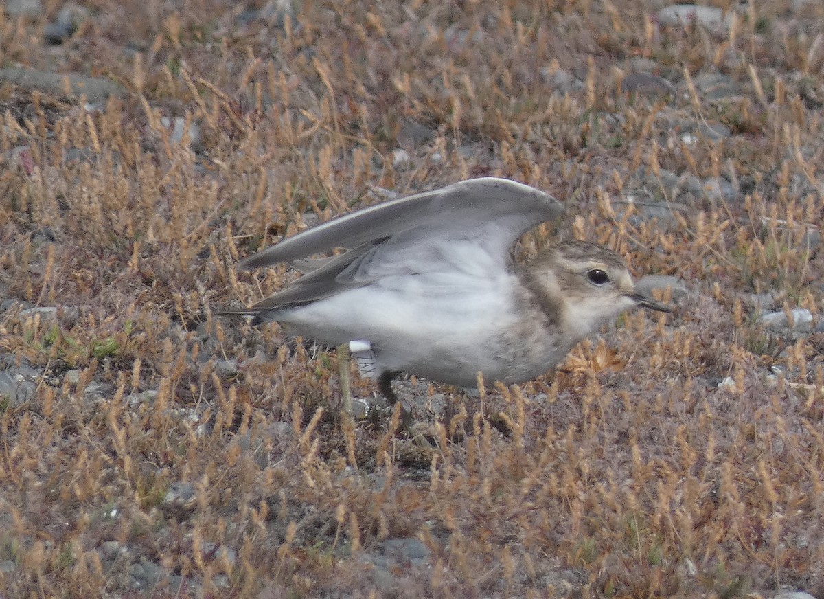 Double-banded Plover - ML615118596